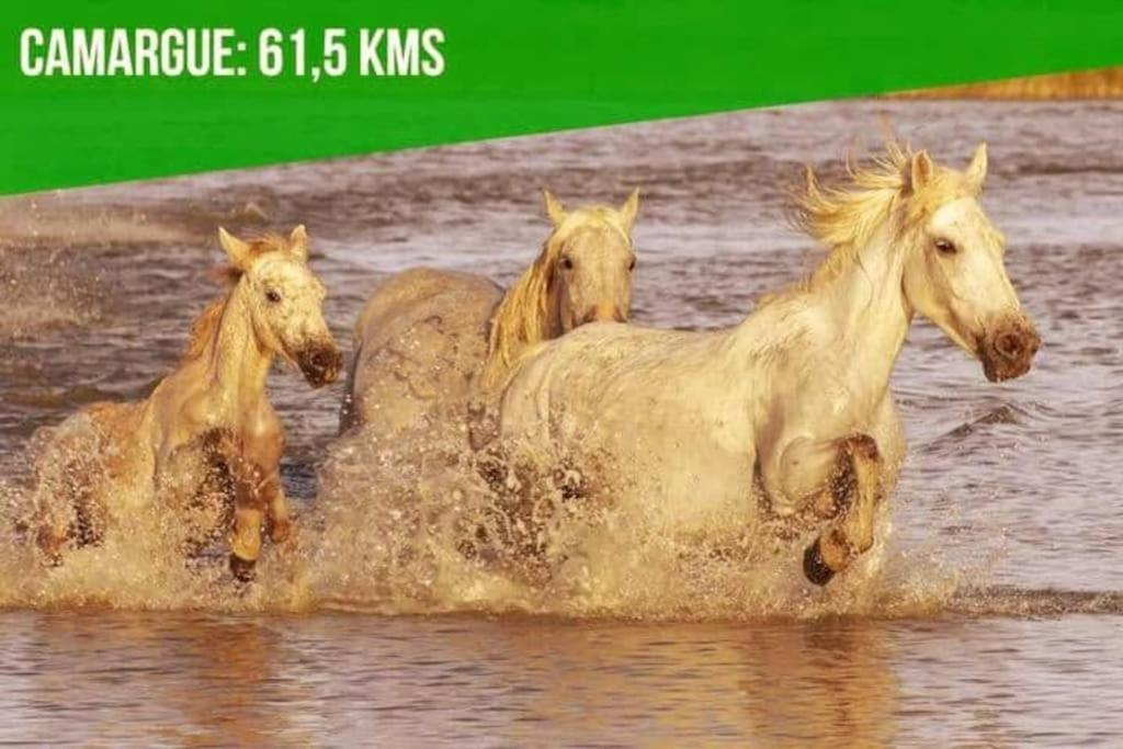 Le Noe - Ac Clim - Wi-Fi Daire Avinyon Dış mekan fotoğraf
